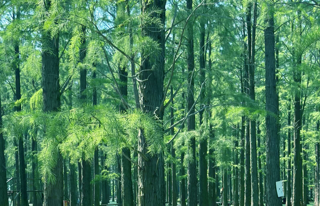 Pionnier du mélangeur vert